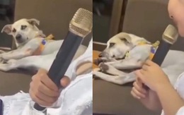 Chú chó chán không buồn nói khi nghe cô chủ hát karaoke như đọc