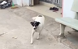 Chú chó nhảy nhót vui mừng khi nhận ra cô chủ về nhà ăn Tết