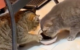 Hai chú mèo biết nhường nhịn đồ ăn cho nhau