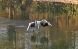 Chim dùng khinh công chạy 'lăng ba vi bộ' trên mặt nước