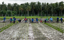 Giá gạo tăng cao nhất trong gần 15 năm, Philippines nhập 1 triệu tấn gạo từ Việt Nam mỗi năm