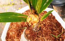 Độc lạ cây dừa mới nảy mầm được sáu tháng đã ra hoa và chuẩn bị cho trái