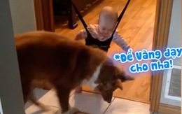 Em bé thích thú khi được chú chó dạy học nhảy