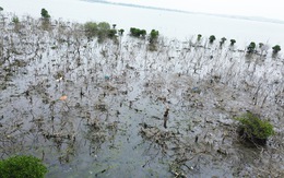 Rừng ngập mặn ven biển Quảng Nam chết dần chưa rõ nguyên nhân