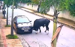 Ô tô đỗ lề đường gặp họa với con bò ngứa sừng