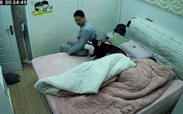Husky giữa đêm chui lên giường đòi nằm ngủ với sen