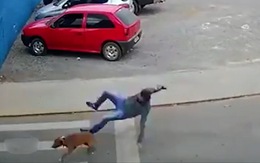 Chàng trai sang đường bị chó quét trụ ngã dập mông