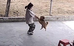 Chú chó hoa mắt chóng mặt khi cô chủ túm chân chơi trò đu quay