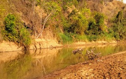 3 trẻ chăn bò chết đuối thương tâm khi tắm sông Ayun