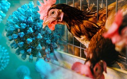 Việt Nam có ca mắc cúm A/H5N1 đầu tiên kể từ năm 2022