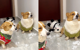 Hai chú chó giả điếc khi bị chủ mắng