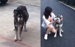 Quá trình 'lột xác' của husky gầy guộc khi được cô gái cưu mang