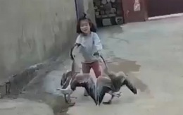 Hai con ngỗng hổ báo bị bé gái túm cổ đánh