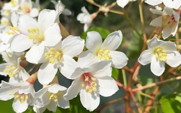 Đại ngàn Trường Sơn rợp sắc trắng tinh khôi mùa hoa trẩu