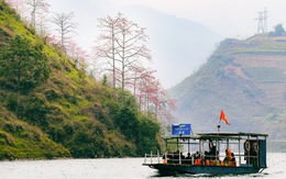 Hoa gạo thắp lửa trên cao nguyên đá Đồng Văn