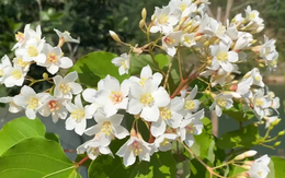 Flycam hoa trẩu nở, rừng xanh nhuộm sắc trắng giữa đại ngàn Trường Sơn