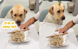 Chú chó nổi cáu vì bị ông chủ cho ăn thức ăn nóng