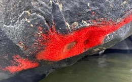 Tảng đá đỏ chót như 'nở hoa' khiến dân mạng xôn xao, chính quyền nói gì?