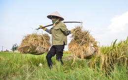 Gạo Việt và 4 điều nhà nông cần cân nhắc