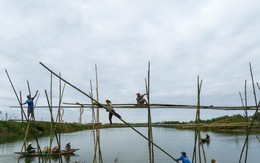 Người dân đu mình cắm sào làm cầu ‘Thạch Sanh’ nối hai bờ sông Thu Bồn