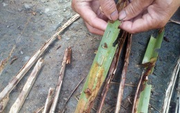 Sâu đầu đen gây hại hơn 34ha dừa ở Trà Vinh