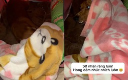 Chú chó sợ ma