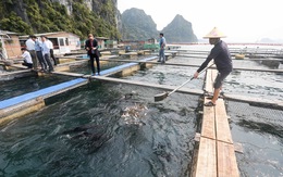 Việt Nam nên chọn một loài để tập trung xây dựng chuỗi giá trị cho ngành nuôi biển
