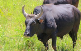 Đã mắt với đàn bò tót lai quý hiếm ở Vườn quốc gia Phước Bình