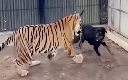 Hổ và chó vui đùa như đôi bạn thân