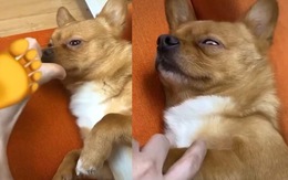 Chó cưng lâm vào trạng thái hôn mê khi ngửi chân sen