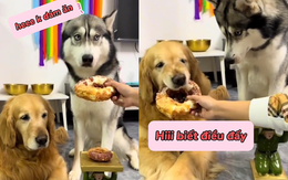 Husky ấm ức vì phải nhường miếng bánh to cho chó đại ca