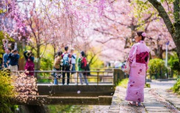 Mê hoa anh đào Nhật Bản trên mạng xã hội, du khách quyết định mua tour