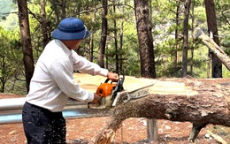 Chặt hạ nhiều cây thông lớn ở mép đèo Prenn Đà Lạt, phòng sạt lở