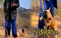 Chú chó giúp ông chủ trả thù cái cây