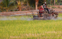Thái Lan lo lắng vì nông dân lén trồng giống lúa Việt Nam