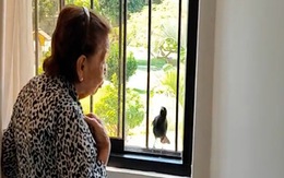 Chú chim đứng ở cửa sổ hót cho cụ bà nghe để xin ăn