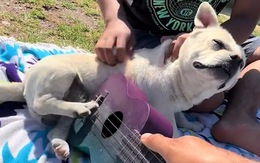 Chú chó 'đánh đàn' guitar siêu đỉnh