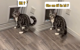 Những biểu cảm hài hước của các chú mèo khi ở nhà