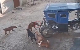 Chú chó hổ báo bắt nạt đồng bọn bị đánh hội đồng