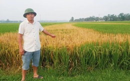 Ruộng lúa ở Nghệ An bị chết cháy bất thường, nghi bị đầu độc