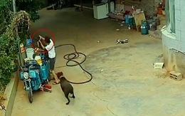 Chàng trai nhanh trí kịp ngăn cản hai chú chó đánh nhau