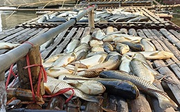 Cá chết bất thường trên sông Mã, người dân lo lắng