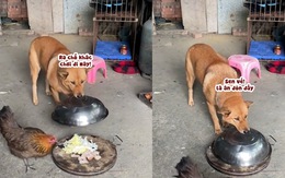 Chú chó nhanh trí lấy lồng bàn đậy đồ ăn cho gà khỏi ăn vụng