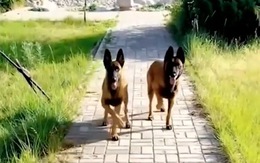 Hai chú chó nhảy chân sáo yêu đời
