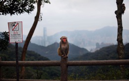 Người đầu tiên bị nhiễm vi rút B ở Hong Kong do bị khỉ cắn