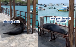 Du khách ngơ ngác khi sư tử biển giành hết chỗ ngồi