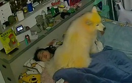 Cô chủ nằm ngủ ngỡ bóng đè vì chó cưng ngồi lên người