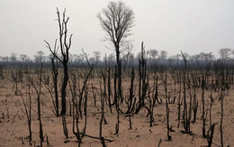 Mỗi phút toàn cầu mất diện tích rừng cỡ 10 sân bóng đá