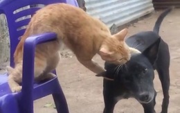 Mèo cay cú vì bị chú chó cướp đồ ăn