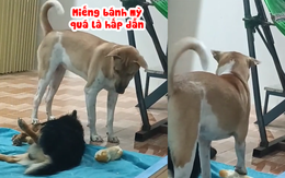 Chú chó lươn lẹo nhân cơ hội đồng bọn lơ là cuỗm đồ ăn